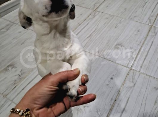 Tatlış Jack Russell Bebekler