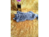 A kalite kusursuz güzellikte british shorthair Yavrumuz son 1 disi