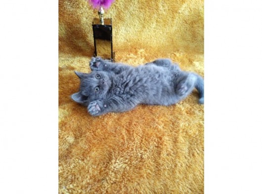 A Kalite Kusursuz Güzellikte British Shorthair Yavrumuz Son 1 Disi