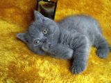 A Kalite Kusursuz Güzellikte British Shorthair Yavrumuz Son 1 Disi