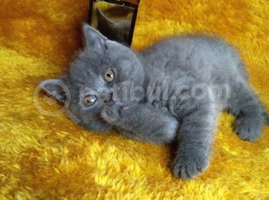 A Kalite Kusursuz Güzellikte British Shorthair Yavrumuz Son 1 Disi görsel