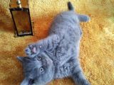 A Kalite Kusursuz Güzellikte British Shorthair Yavrumuz Son 1 Disi