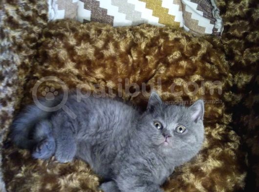 A Kalite Kusursuz Güzellikte British Shorthair Yavrumuz Son 1 Disi görsel