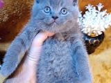 A Kalite Kusursuz Güzellikte British Shorthair Yavrumuz Son 1 Disi