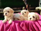 Son Iki Bebek