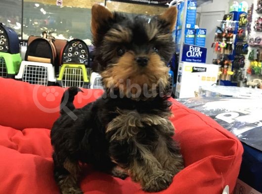 Vonalpet Garanti̇si̇yle Mükemmel Kali̇tede Yorkshi̇re Terri̇er  Yavrularimiz görsel