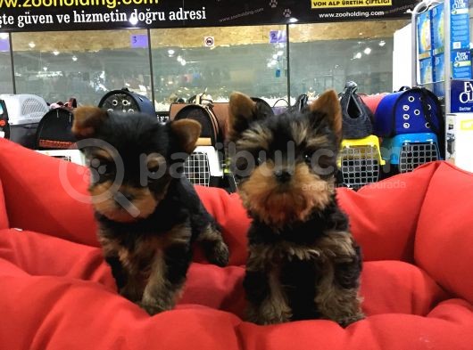 Vonalpet Garanti̇si̇yle Mükemmel Kali̇tede Yorkshi̇re Terri̇er  Yavrularimiz görsel