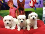 Vonalpet Garanti̇si̇yle Mükemmel Kali̇tede Malti̇poo  Yavrularimiz