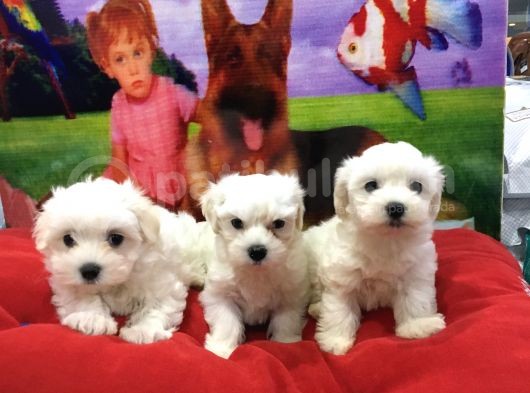 Vonalpet Garanti̇si̇yle Mükemmel Kali̇tede Malti̇poo  Yavrularimiz görsel