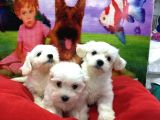 VONALPET GARANTİSİYLE MÜKEMMEL KALİTEDE MALTİPOO  YAVRULARIMIZ