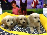 Vonalpet Garanti̇si̇yle Mükemmel Kali̇tede Golden Retri̇ever  Yavrularimiz