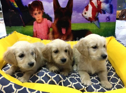 Vonalpet Garanti̇si̇yle Mükemmel Kali̇tede Golden Retri̇ever  Yavrularimiz görsel