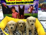 Vonalpet Garanti̇si̇yle Mükemmel Kali̇tede Golden Retri̇ever  Yavrularimiz