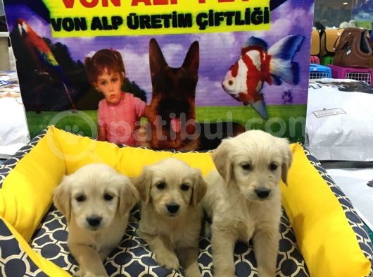 Vonalpet Garanti̇si̇yle Mükemmel Kali̇tede Golden Retri̇ever  Yavrularimiz görsel