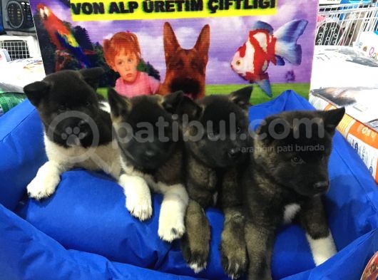 Mükemmel Saf Kan Aki̇ta Yavrulari Vonalppet Garanti̇si̇yle görsel