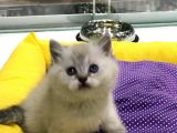 VONALPET GARANTİSİYLE MÜKEMMEL KALİTEDE BRİTİSH  SHORTHAİR YAVRULARIMIZ