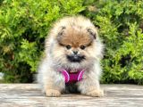 Safkan Pomeranian Boo Yavrularımız