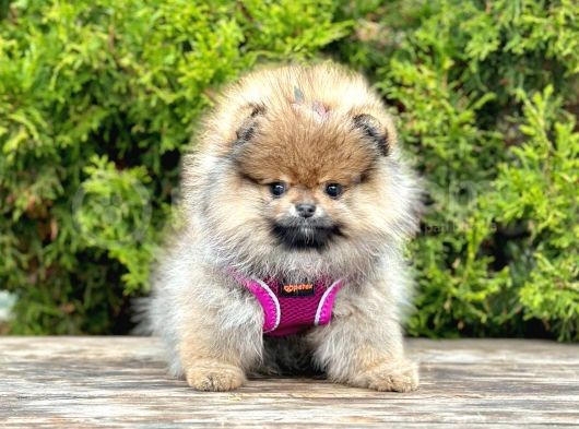 Safkan Pomeranian Boo Yavrularımız görsel