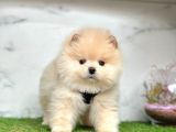 Safkan pomeranian boo yavrularımız