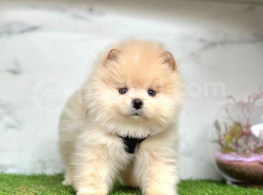 Safkan Pomeranian Boo Yavrularımız