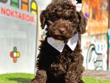 Safkan Toy Poodle Yavrularımız