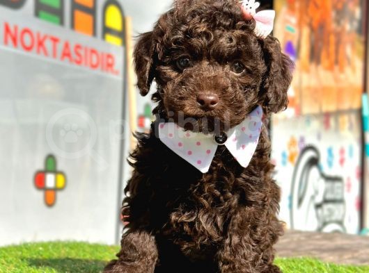 Safkan Toy Poodle Yavrularımız görsel
