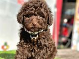 Safkan Toy Poodle Yavrularımız