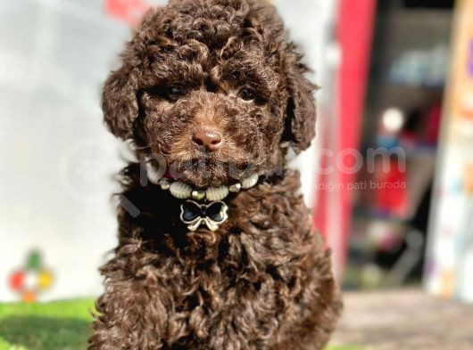 Safkan Toy Poodle Yavrularımız görsel