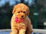 Safkan Red Toy Poodle Yavrular
