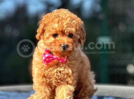Safkan Red Toy Poodle Yavrular görsel