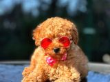Safkan Red Toy Poodle Yavrular