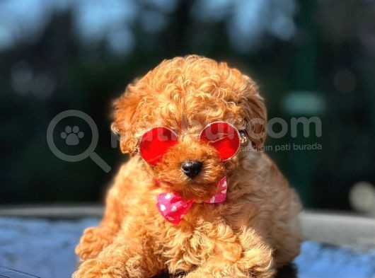 Safkan Red Toy Poodle Yavrular görsel