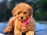 SAFKAN RED TOY POODLE YAVRULAR