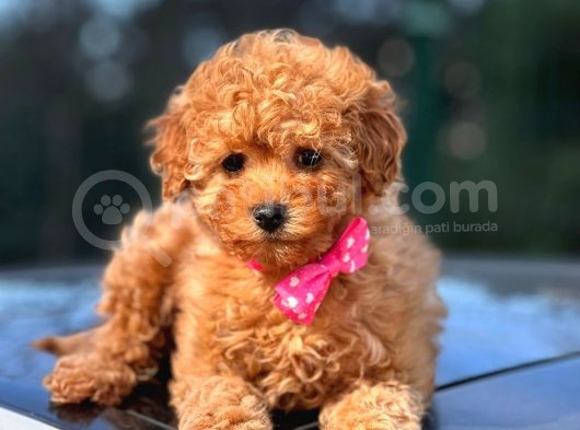 Safkan Red Toy Poodle Yavrular