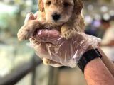 Vonalpet Garanti̇si̇yle Mükemmel Kali̇tede Poodle Yavrularimiz