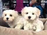 Muhteşem Maltese Terri̇er Yavrulari  Vonalp Pet Garanti̇si̇yle