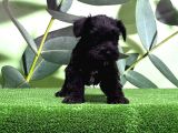 Mükemmel Kali̇tede Mi̇nyatür Schnauzer Yavrular