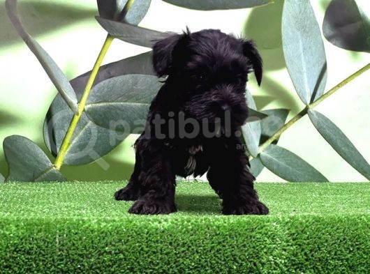 Mükemmel Kali̇tede Mi̇nyatür Schnauzer Yavrular görsel