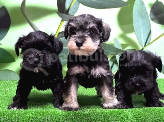 Mükemmel Kali̇tede Mi̇nyatür Schnauzer Yavrular