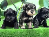 Mükemmel Kali̇tede Mi̇nyatür Schnauzer Yavrular