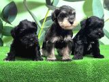 Mükemmel Kali̇tede Mi̇nyatür Schnauzer Yavrular