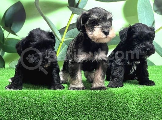 Mükemmel Kali̇tede Mi̇nyatür Schnauzer Yavrular görsel