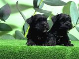 Mükemmel Kali̇tede Mi̇nyatür Schnauzer Yavrular