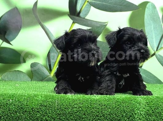 Mükemmel Kali̇tede Mi̇nyatür Schnauzer Yavrular görsel