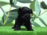 Mükemmel Kali̇tede Mi̇nyatür Schnauzer Yavrular