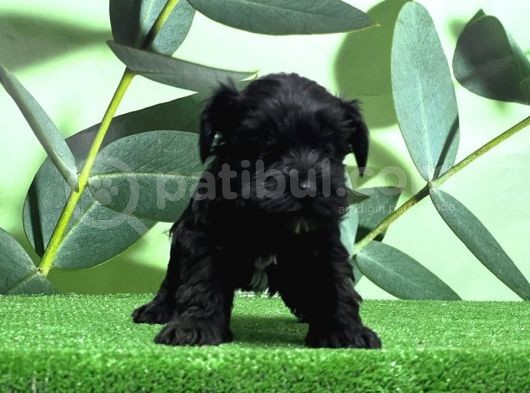 Mükemmel Kali̇tede Mi̇nyatür Schnauzer Yavrular görsel