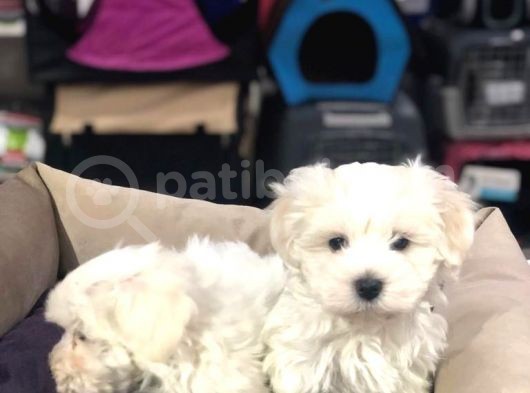 Muhteşem Maltese Terri̇er Yavrulari  Vonalp Pet Garanti̇si̇yle görsel