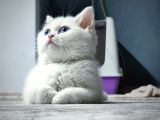 Safkan AClass British Shorthair Yavru