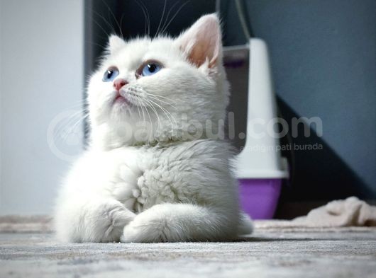 Safkan Aclass British Shorthair Yavru