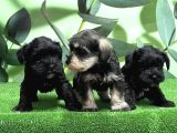 Mükemmel Kali̇tede Mi̇nyatür Schnauzer Yavrular